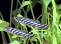 Данио рерио (Brachydanio rerio)