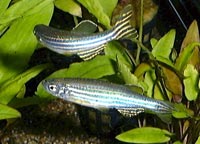 Данио рерио (Brachydanio rerio)